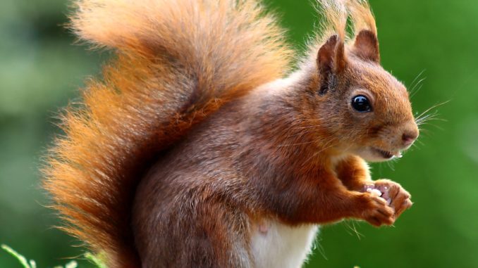 A squirrel with a long tail